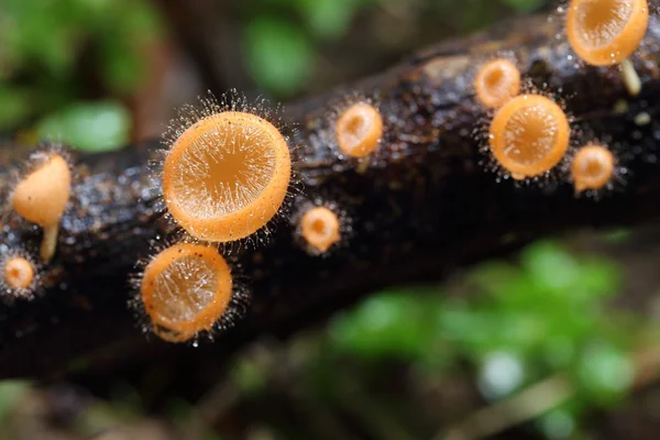 Champagne mushroom (coat mushroom or mushroom hair) — Stock Photo, Image