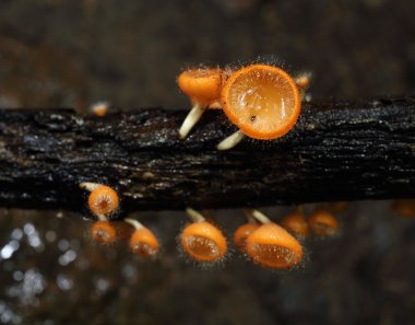 Şampanya mantar (kat mantar veya mantar saç)