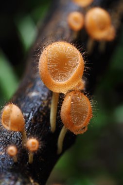 Şampanya mantar (kat mantar veya mantar saç)