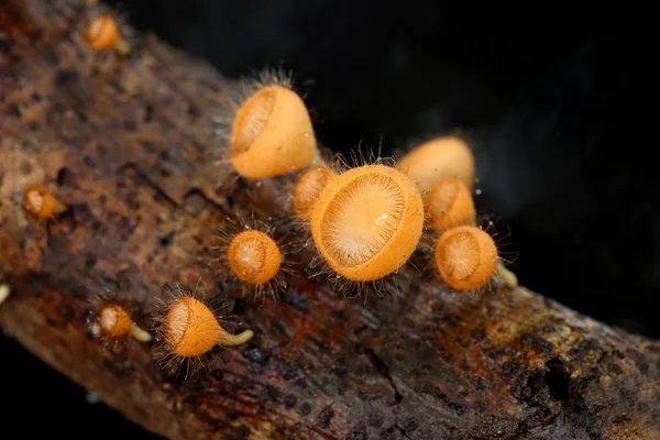 Champagne mushroom (coat mushroom or mushroom hair) — Stock Photo, Image