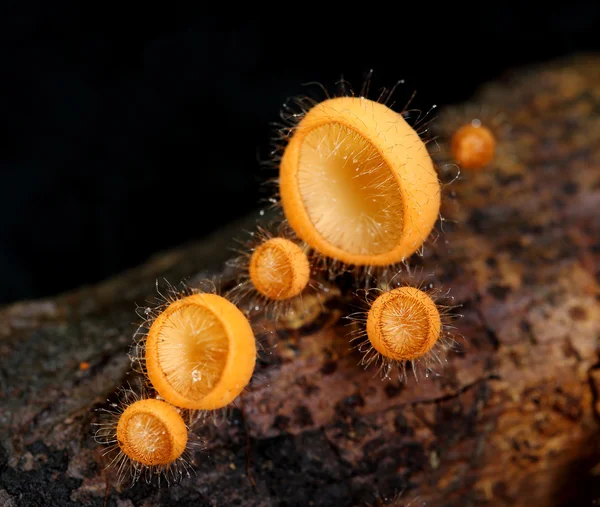 Champagne mushroom (coat mushroom or mushroom hair) — Stock Photo, Image