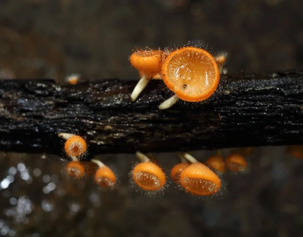Şampanya mantar (kat mantar veya mantar saç)