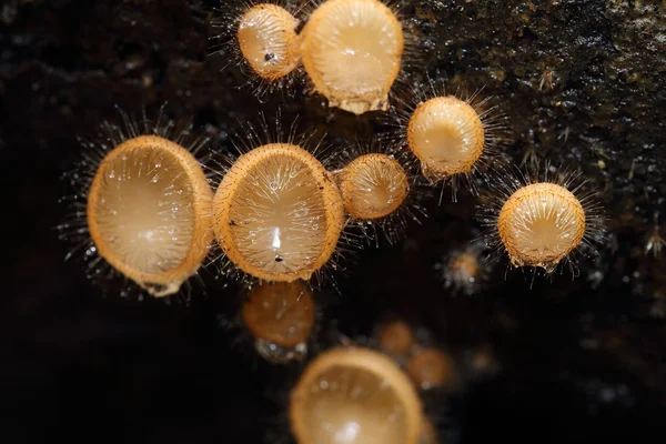 Champagner-Pilz (Mantel-Pilz oder Pilz-Haar)) — Stockfoto