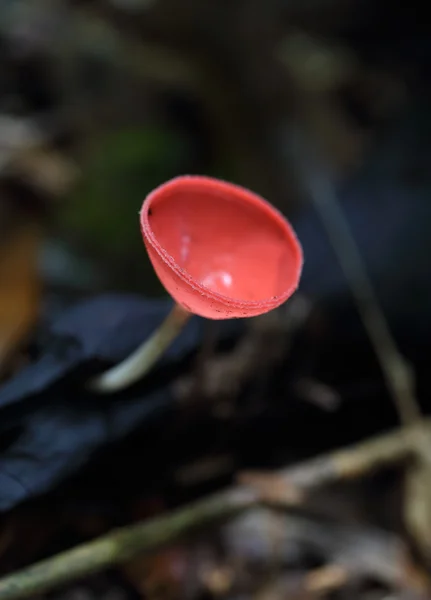 Champagne svamp i regnskogen — Stockfoto