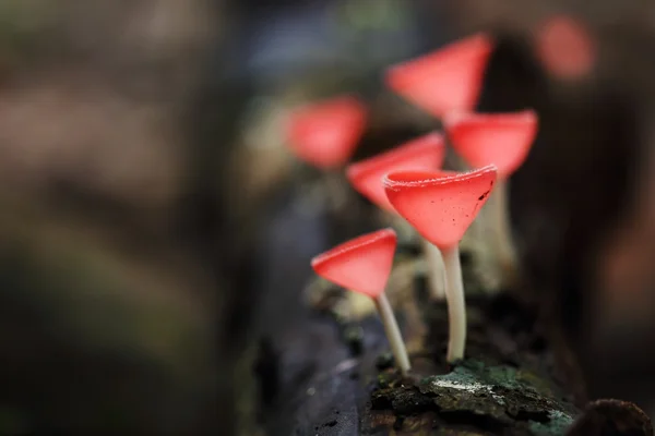 在雨林里的香槟蘑菇 — 图库照片