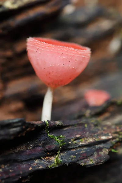 Champagne paddestoel in regenwoud — Stockfoto