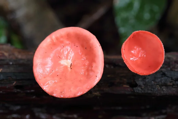 在雨林里的香槟蘑菇 — 图库照片