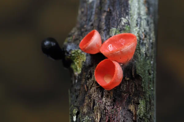 Champagne svamp i regnskogen — Stockfoto