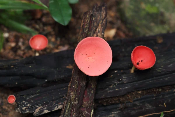 Cogumelo de champanhe na floresta tropical — Fotografia de Stock