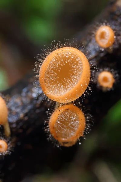 Champagne paddestoel (jas paddestoel of mushroom haar) — Stockfoto