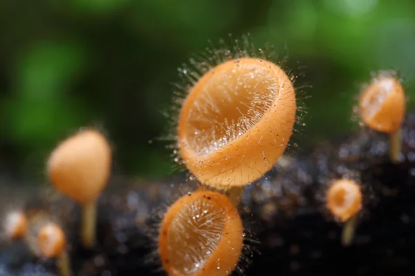 Champagne mushroom (coat mushroom or mushroom hair) — Stock Photo, Image