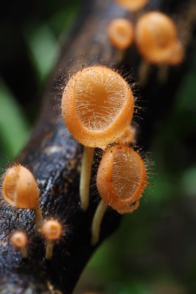 Şampanya mantar (kat mantar veya mantar saç)