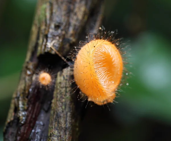 Champagne mushroom (coat mushroom or mushroom hair) — Stock Photo, Image