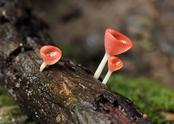 Champagne svamp i regnskogen — Stockfoto