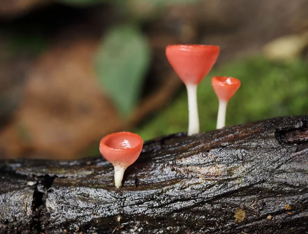 Szampan grzybów w lasach tropikalnych — Zdjęcie stockowe