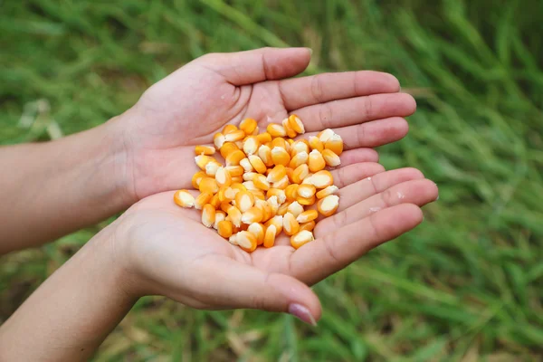 Čerstvé syrové kukuřice v ruce — Stock fotografie
