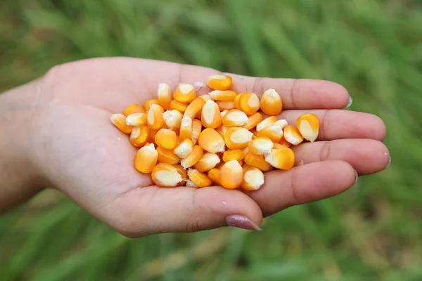Färsk rå majs i hand — Stockfoto