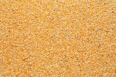 çiğ çekirdek Mısır fasulye