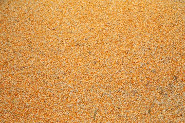 çiğ çekirdek Mısır fasulye