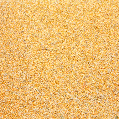 çiğ çekirdek Mısır fasulye