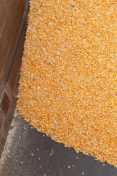 Pile of raw kernel corn beans — Stock Photo, Image