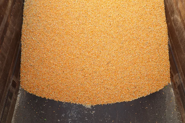 Pile of raw kernel corn beans — Stock Photo, Image