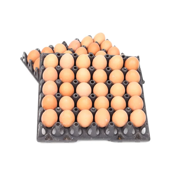 Eggs in tray on white background — Stock Photo, Image