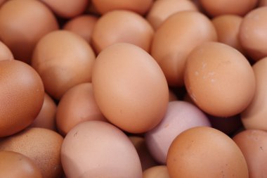 taze yumurta satışı bir pazar için