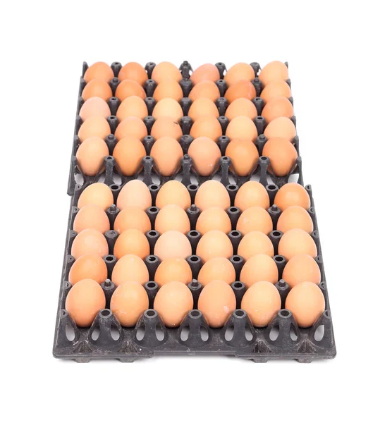 Eggs in tray on white background — Stock Photo, Image