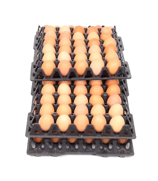 Eggs in tray on white background — Stock Photo, Image