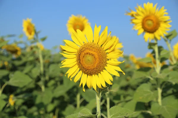 Solros i fältet — Stockfoto