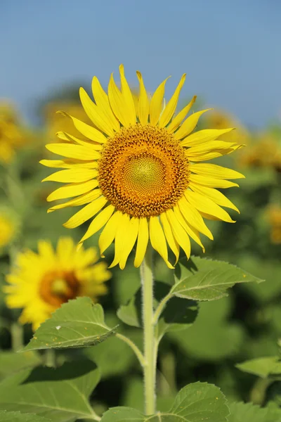 Solros i fältet — Stockfoto