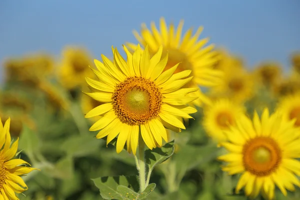 Solros i fältet — Stockfoto