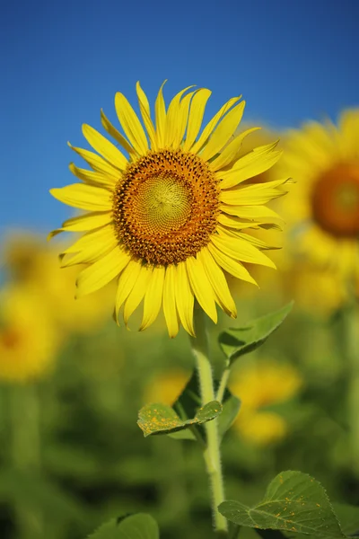 Slunečnice v oboru — Stock fotografie