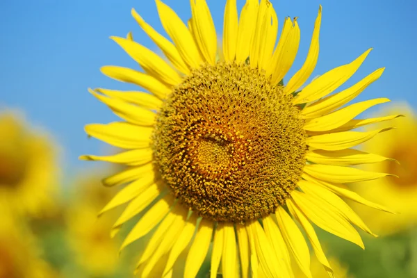 Primo piano del girasole — Foto Stock