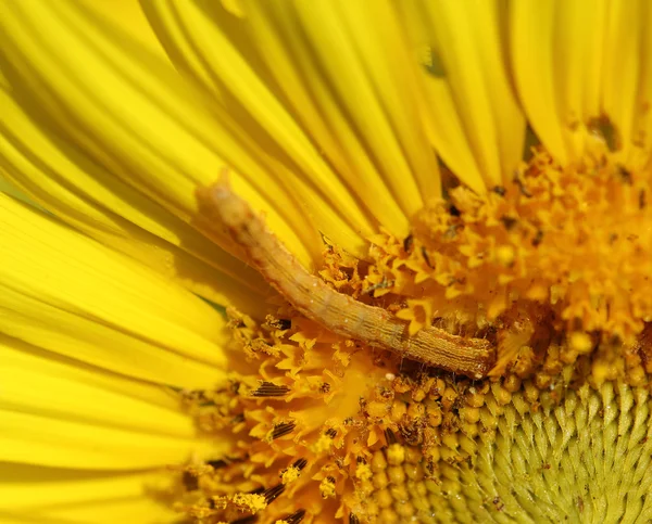 Caterpilla på solros pollen — Stockfoto