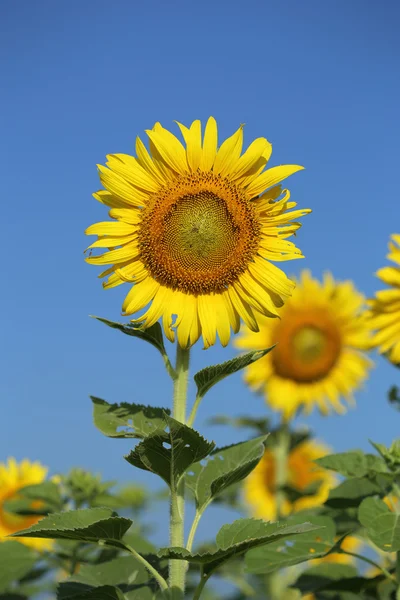 Solros i fältet — Stockfoto