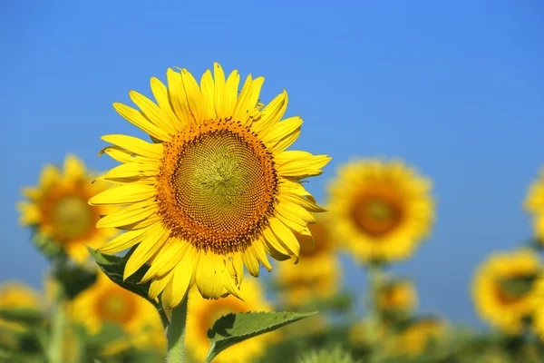 Solros i fältet — Stockfoto