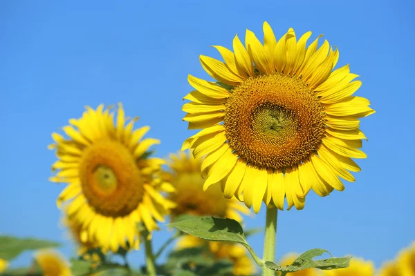 Solros med den blå himlen — Stockfoto