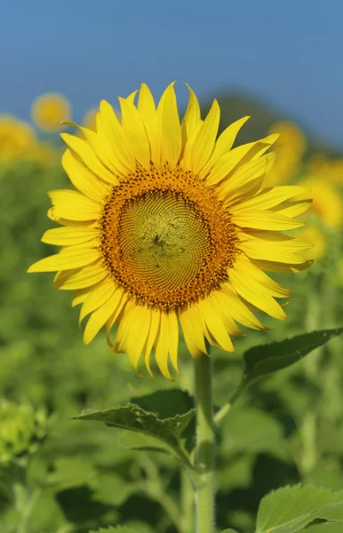 Solros i fältet — Stockfoto