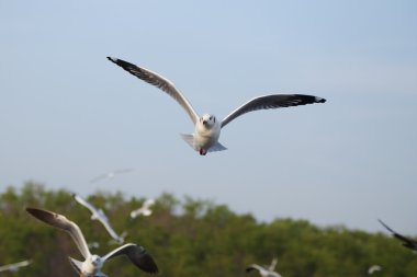 Martı gökyüzünün altında uçuyor.