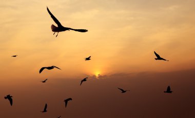 Gün batımı ile martı