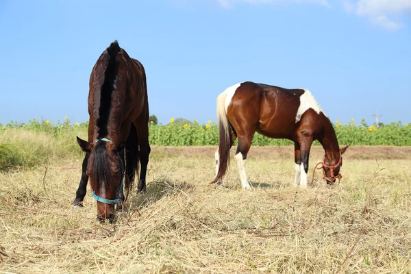 Hästar betar gräs — Stockfoto