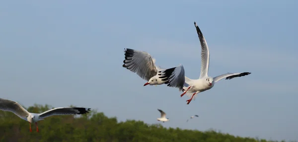 空を飛ぶカモメ — ストック写真