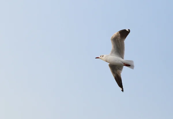 Gabbiano che vola sotto il cielo — Foto Stock