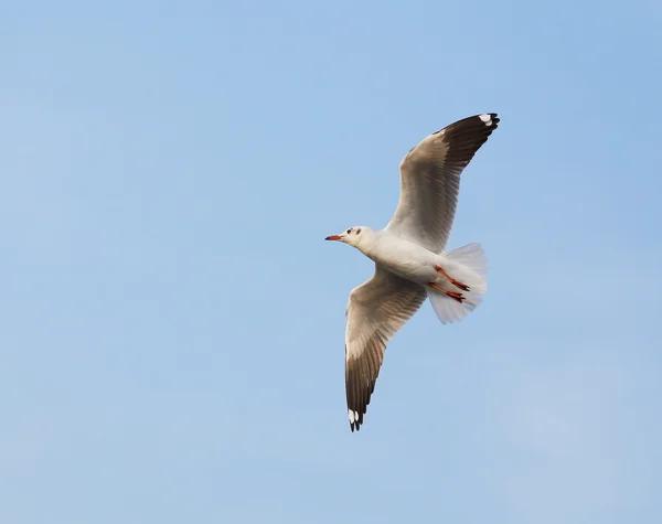 Gaivota voando sob o céu — Fotografia de Stock