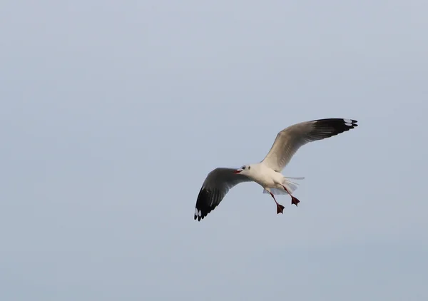 Gaviota volando bajo el cielo — Foto de Stock