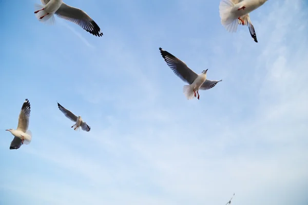 Seagull flying under the sky — Stock Photo, Image