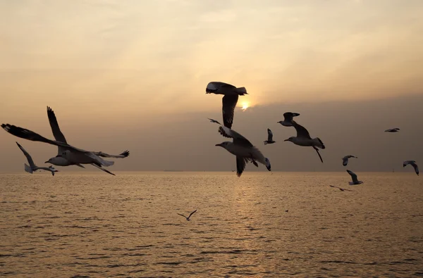 Gaviota con puesta de sol — Foto de Stock