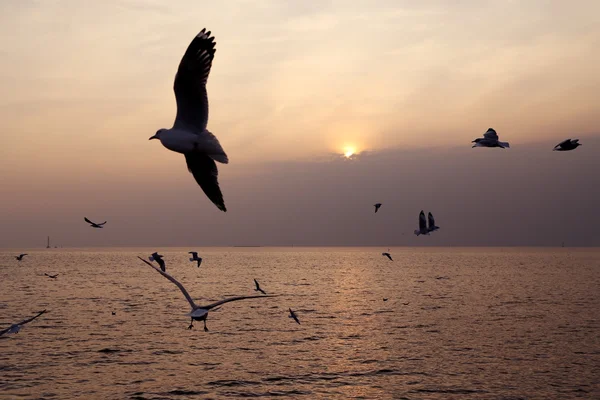 Gaviota con puesta de sol — Foto de Stock